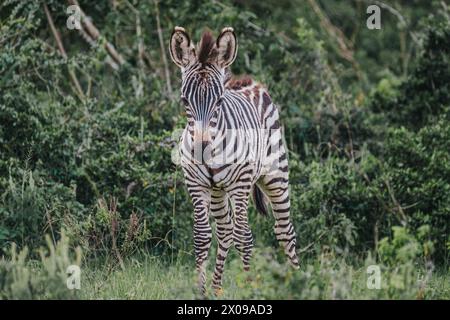 Kalb von Plains Zebra - Mburo Nationalpark - Uganda Stockfoto