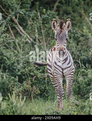 Kalb von Plains Zebra - Mburo Nationalpark - Uganda Stockfoto