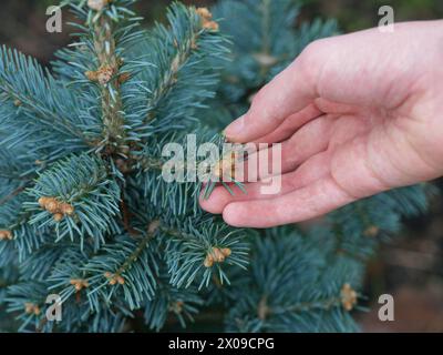 Ein Mann, der den Zweig einer abies lasiocarpa compacta hält. Nahaufnahme. Stockfoto