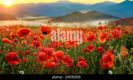 Die Sonne geht auf einem Mohnfeld auf dem Land auf, Österreich Stockfoto