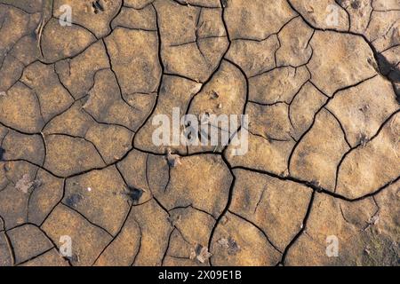 Spuren eines Rehs in trockenem und zerrissenem Schlamm Stockfoto