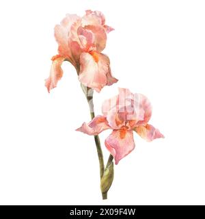 Botanische Aquarellblumen Illustration. Sommerblumen. Vintage. Königliche Iris sind Pfirsich-Fuzz. Elemente, die auf weißem Hintergrund isoliert sind. Stockfoto