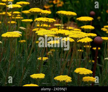 Nahaufnahme der gelben Flachblumenköpfe der krautigen Staudengartenpflanze Achillea filipendulina parker. Stockfoto