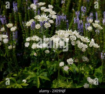 Nahaufnahme der weißen Blüten der mehrjährigen Gartenpflanze Astrantia Major Large White Stockfoto