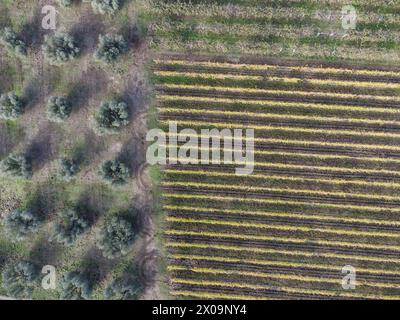 Italienische Landwirtschaftslandschaft mit Weinberg und Olivenhain von oben gesehen. Wir sind in Tuscia, Provinz Viterbo, Mittelitalien Stockfoto