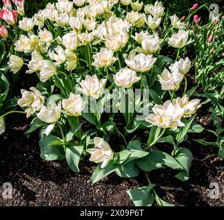 Gruppe des exotischen Kaisers der Weißen Tulipa Stockfoto