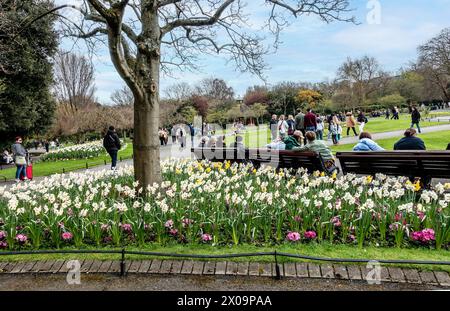 Menschenmassen genießen die Frühlingssonne und die Narzissen in St Stephens Green, Dublin, Irland. Stockfoto