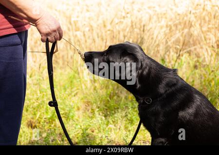 Black Labrador sitzt ruhig an der Leine in einem malerischen Weizenfeld und verkörpert die Ruhe und Schönheit der ländlichen Landschaft Stockfoto