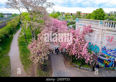 Kirschblüte Hanami Menschen bestaunen am 10. April 2024 die Kirschblüte auf dem ehemaligen Mauerstreifen an der Norwegerstraße unweit der Bornholmer Straße in Berlin Prenzlauer Berg. Berlin Berlin Deutschland  MG 2078 *** Kirschblüte Hanami Menschen bestaunen die Kirschblüte am 10. April 2024 auf dem ehemaligen Mauerstreifen in der Norwegerstraße unweit der Bornholmer Straße in Berlin Prenzlauer Berg Berlin Berlin Deutschland MG 2078 Stockfoto