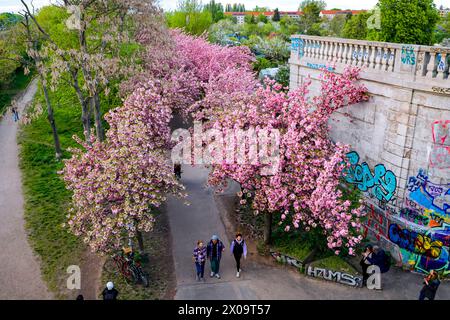 Kirschblüte Hanami Menschen bestaunen am 10. April 2024 die Kirschblüte auf dem ehemaligen Mauerstreifen an der Norwegerstraße unweit der Bornholmer Straße in Berlin Prenzlauer Berg. Berlin Berlin Deutschland  MG 2082 *** Kirschblüte Hanami Menschen bestaunen die Kirschblüte am 10. April 2024 auf dem ehemaligen Mauerstreifen in der Norwegerstraße unweit der Bornholmer Straße in Berlin Prenzlauer Berg Berlin Berlin Deutschland MG 2082 Stockfoto