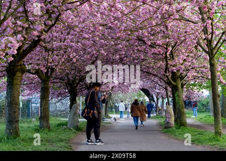 Kirschblüte Hanami Menschen bestaunen am 10. April 2024 die Kirschblüte auf dem ehemaligen Mauerstreifen an der Norwegerstraße unweit der Bornholmer Straße in Berlin Prenzlauer Berg. Berlin Berlin Deutschland FH0A9381 *** Kirschblüte Hanami bestaunen die Kirschblüte am 10. April 2024 auf der ehemaligen Wandleiste an der Norwegerstraße unweit der Bornholmer Straße in Berlin Prenzlauer Berg Berlin Berlin Deutschland FH0A9381 Stockfoto