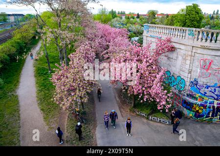 Kirschblüte Hanami Menschen bestaunen am 10. April 2024 die Kirschblüte auf dem ehemaligen Mauerstreifen an der Norwegerstraße unweit der Bornholmer Straße in Berlin Prenzlauer Berg. Berlin Berlin Deutschland  MG 2084 *** Kirschblüte Hanami Menschen bestaunen die Kirschblüte am 10. April 2024 auf dem ehemaligen Mauerstreifen in der Norwegerstraße unweit der Bornholmer Straße in Berlin Prenzlauer Berg Berlin Berlin Deutschland MG 2084 Stockfoto