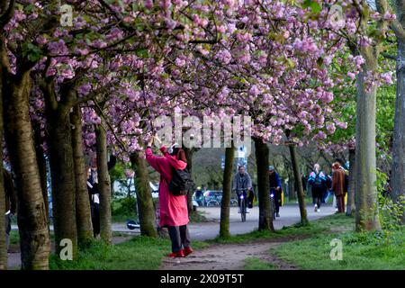 Kirschblüte Hanami Menschen bestaunen am 10. April 2024 die Kirschblüte auf dem ehemaligen Mauerstreifen an der Norwegerstraße unweit der Bornholmer Straße in Berlin Prenzlauer Berg. Berlin Berlin Deutschland FH0A9429 *** Kirschblüte Hanami bestaunen die Kirschblüte am 10. April 2024 auf der ehemaligen Wandleiste an der Norwegerstraße unweit der Bornholmer Straße in Berlin Prenzlauer Berg Berlin Berlin Deutschland FH0A9429 Stockfoto