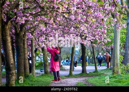 Kirschblüte Hanami Menschen bestaunen am 10. April 2024 die Kirschblüte auf dem ehemaligen Mauerstreifen an der Norwegerstraße unweit der Bornholmer Straße in Berlin Prenzlauer Berg. Berlin Berlin Deutschland FH0A9430 *** Kirschblüte Hanami bestaunen die Kirschblüte am 10. April 2024 auf der ehemaligen Wandleiste an der Norwegerstraße unweit der Bornholmer Straße in Berlin Prenzlauer Berg Berlin Berlin Deutschland FH0A9430 Stockfoto