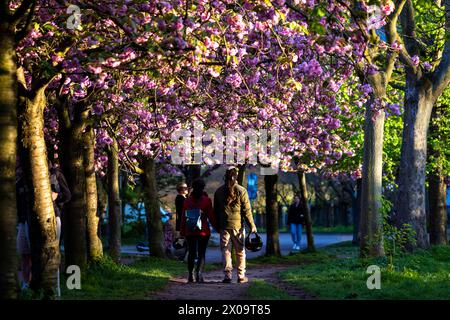 Kirschblüte Hanami Menschen bestaunen am 10. April 2024 die Kirschblüte auf dem ehemaligen Mauerstreifen an der Norwegerstraße unweit der Bornholmer Straße in Berlin Prenzlauer Berg. Berlin Berlin Deutschland FH0A9449 *** Kirschblüte Hanami bestaunen die Kirschblüte am 10. April 2024 auf der ehemaligen Wandleiste an der Norwegerstraße unweit der Bornholmer Straße in Berlin Prenzlauer Berg Berlin Berlin Deutschland FH0A9449 Stockfoto