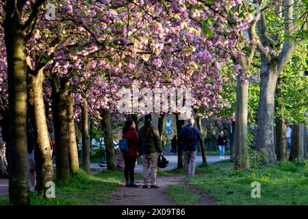 Kirschblüte Hanami Menschen bestaunen am 10. April 2024 die Kirschblüte auf dem ehemaligen Mauerstreifen an der Norwegerstraße unweit der Bornholmer Straße in Berlin Prenzlauer Berg. Berlin Berlin Deutschland FH0A9445 *** Kirschblüte Hanami bestaunen die Kirschblüte am 10. April 2024 auf der ehemaligen Wandleiste an der Norwegerstraße unweit der Bornholmer Straße in Berlin Prenzlauer Berg Berlin Berlin Deutschland FH0A9445 Stockfoto