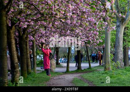 Kirschblüte Hanami Menschen bestaunen am 10. April 2024 die Kirschblüte auf dem ehemaligen Mauerstreifen an der Norwegerstraße unweit der Bornholmer Straße in Berlin Prenzlauer Berg. Berlin Berlin Deutschland FH0A9433 *** Kirschblüte Hanami bestaunen die Kirschblüte am 10. April 2024 auf der ehemaligen Wandleiste an der Norwegerstraße unweit der Bornholmer Straße in Berlin Prenzlauer Berg Berlin Berlin Deutschland FH0A9433 Stockfoto