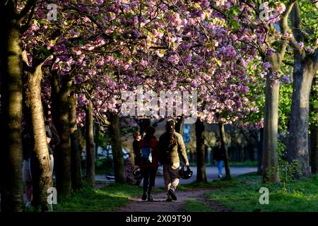 Kirschblüte Hanami Menschen bestaunen am 10. April 2024 die Kirschblüte auf dem ehemaligen Mauerstreifen an der Norwegerstraße unweit der Bornholmer Straße in Berlin Prenzlauer Berg. Berlin Berlin Deutschland FH0A9448 *** Kirschblüte Hanami bestaunen die Kirschblüte am 10. April 2024 auf der ehemaligen Wandleiste an der Norwegerstraße unweit der Bornholmer Straße in Berlin Prenzlauer Berg Berlin Berlin Deutschland FH0A9448 Stockfoto