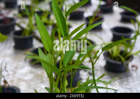 Grünkohl-Gemüse nach der hydroponischen Anbaumethode. Die Anwendung der modernen Landwirtschaft in städtischen Gebieten Stockfoto