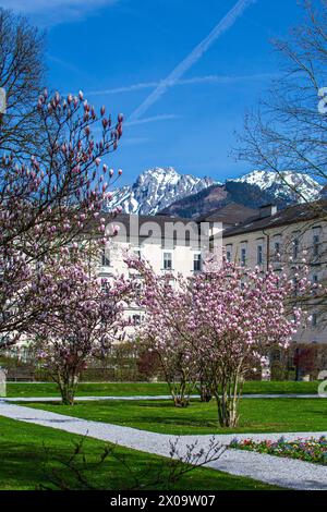 Blühende Magnolienbäume im Innenhof der Admont Abbey. Stockfoto