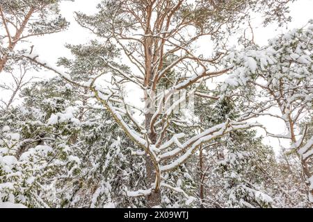 Schwedische Winterlandschaft mit Schnee und einer Bucht, Wald und Meer Stockfoto