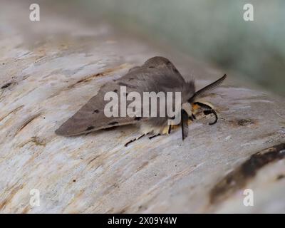 Eine Muslin-Motte, Diaphora mendica, die auf einem silbernen Birkenzweig ruht. Stockfoto