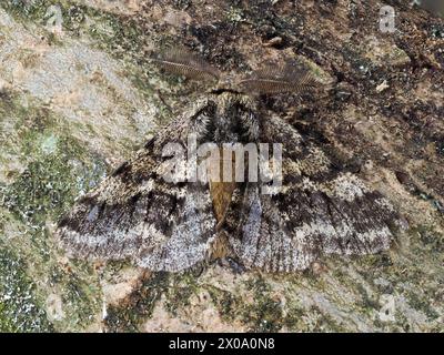 Eine Brindled Beauty, Lycia hirtaria, ruht auf einem Baumstamm. Stockfoto