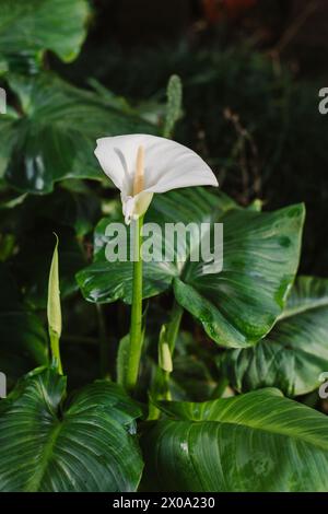 Schöne weiße Calla Lilien Blumen in einem Garten nach dem Regen. Selektiver Fokus. Stockfoto