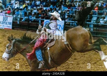 Little Rock, Arkansas, USA. April 2024. DAMON HOPKINS nimmt an der Ranch Bronc-Veranstaltung Teil, bei der zweiten jährlichen Niederlage des Beast Rodeo im Barton Coliseum in Little Rock, Arkansas Hopkins steht derzeit auf Platz 1 beim Bill Pickett Invitational Rodeo-Wettbewerb 2024 und wird am zweiten Wochenende im April und während der Saison bis zur Meisterschaft Ende September in Washington DC am ausverkauften Bill Pickett Rodeo in Memphis, Tennessee, teilnehmen. (Kreditbild: © Brian Branch Price/ZUMA Press Wire) NUR REDAKTIONELLE VERWENDUNG! Nicht für kommerzielle ZWECKE! Stockfoto