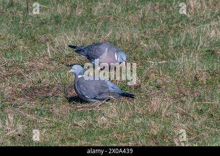 Holztauben (Columba palumbus) auf Gras Stockfoto