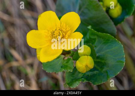 Marsh Marigold (Caltha palustris) in Flower, Ury Riverside Park, Inverurie, Aberdeenshire, Schottland, UK Stockfoto