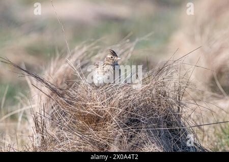 Skylark (Alauda arvensis) am Boden zwischen totem Gras im Ury Riverside Park, Inverurie, Aberdeenshire, Schottland Stockfoto