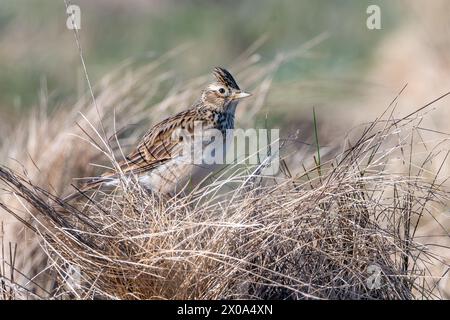 Skylark (Alauda arvensis) am Boden zwischen totem Gras im Ury Riverside Park, Inverurie, Aberdeenshire, Schottland Stockfoto