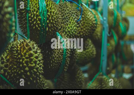 Durian ist eine umstrittene Frucht mit starkem Geruch, ist aber auch eine beliebte Delikatesse in Südostasien. Stockfoto