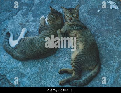 Zwei Katzen haben sich auf einer Betonoberfläche zusammengerollt. Stockfoto