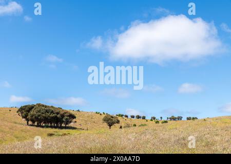 Küstenlandschaft des Cape Willoughby Conservation Park, Kangaroo Island Stockfoto