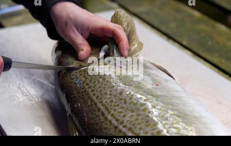 Fischer filetieren und Zubereiten von frischem Kabeljaufang auf einem Putztisch. Stockfoto