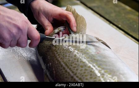 Fischer filetieren und Zubereiten von frischem Kabeljaufang auf einem Putztisch. Stockfoto