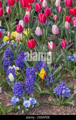 Farbenfrohe blühende Blumen während der Lewes Tulpenfeier in Lewes, Delaware Stockfoto