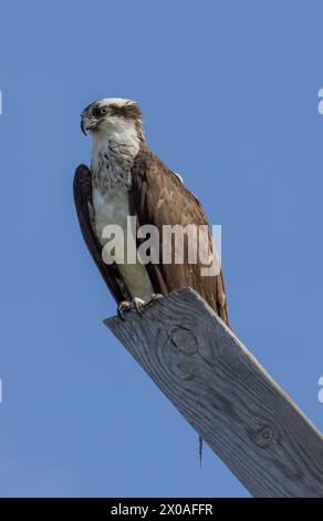 Osprey (Pandion haliaetus) an Bord, Lewes, Delaware Stockfoto