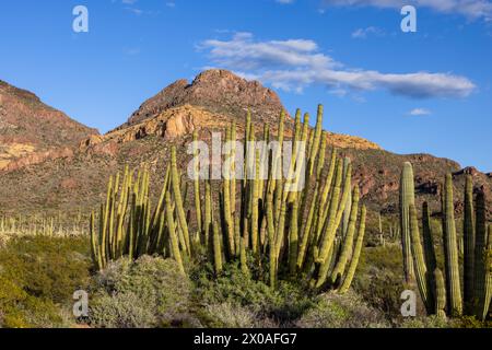 Orgelpfeifenkaktus (Stenocereus thurberi), Sonora Desert, Ajo Mountain Drive, Diablo Mountains, Orgel Pipe Cactus National Monument, Arizona Stockfoto