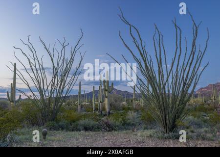 Ocotillo (Fouquieria splendens) und Saguaro-Kakteen (Carnegiea gigantea) am Abend, Orgel Pipe Cactus National Monument, Arizona Stockfoto