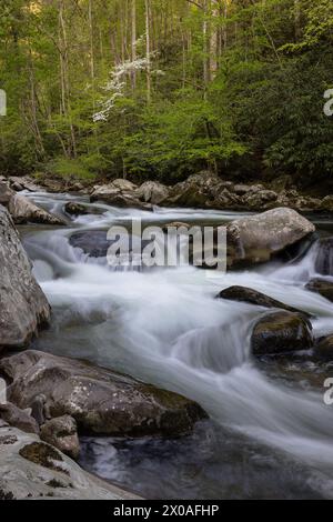 Little River entlang der Little River Gorge Road, Great Smoky Mountains National Park, Tennessee Stockfoto