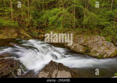 West Prong Little River entlang der Laurel Creek Road, Great Smoky Mountains National Park, Tennessee Stockfoto