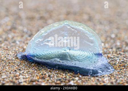 Nahaufnahme einer Velella-Velella-Kolonie Stockfoto