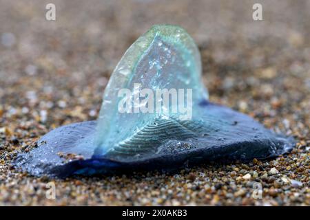 Nahaufnahme einer Velella-Velella-Kolonie Stockfoto