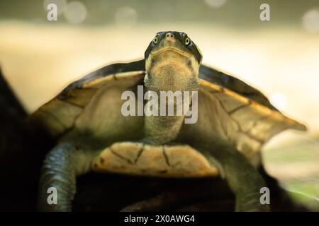 Die Mary River Schildkröte ist eine vom Aussterben bedrohte Art der Kurzhalsschildkröte aus der Familie der Chelidae. Die Art ist endemisch im Mary River im Südosten von Q Stockfoto