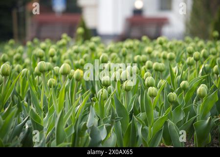 Tulpen in den frühen Stadien der Blüte sind Grüntöne in den Tulpen hervorzuheben und spiegeln eine frische und lebendige Szene wider Stockfoto