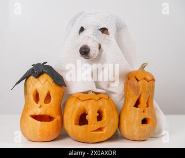 Jack Russell Terrier Hund in einem Geisterkostüm und drei Jack-o-Laternen auf weißem Hintergrund. Stockfoto