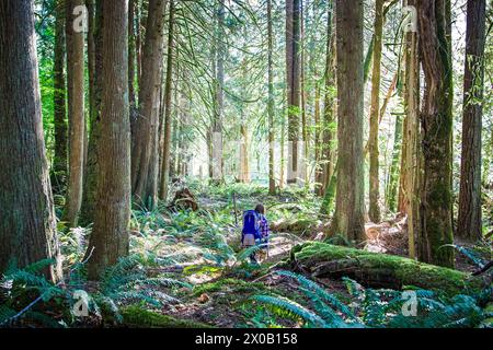 Wanderer mitten im Wald mit der Sommersonne, die durch die Bäume bricht Stockfoto
